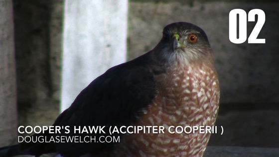 Cooper's Hawk (Accipiter cooperii): Back Again - 2 in a series from My Word