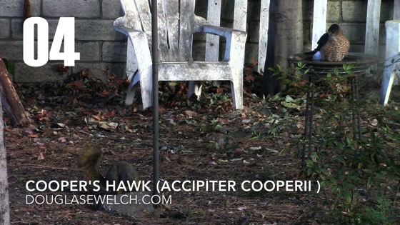 Cooper’s Hawk (Accipiter cooperii): Back Again – 4 in a series from My Word