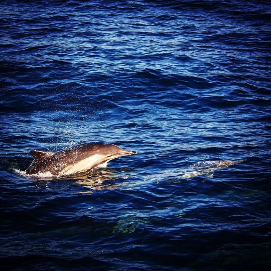 Common Dolphins spotted enroute to Santa Cruz Island via Instagram