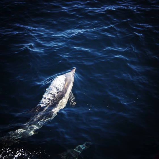 Common Dolphins spotted enroute to Santa Cruz Island via Instagram