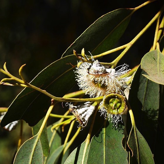 Eucalyptus Flowers, Santa Cruz Island via Instagram