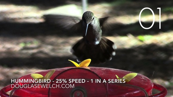 Hummingbirds at the feeder - 25% Speed - 1 in a series [Video]