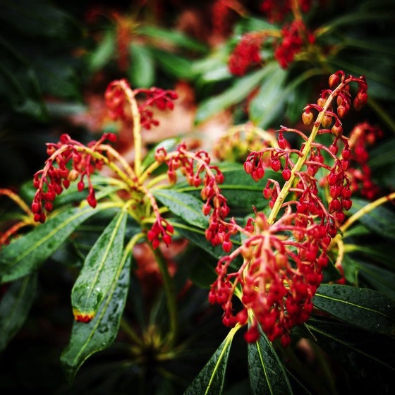 Spring Flowers, Dunedin Botanic Garden, Dunedin, New Zealand via Instagram