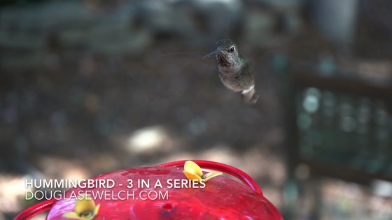 Hummingbirds at the feeder in 4k – 3 in a series [Video] (0:57)