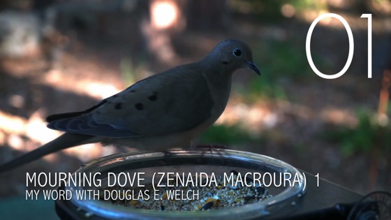 Mourning Dove (Zenaida macroura) Up Close – 1 in a series [Video] (0:58)