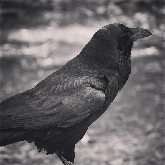 Raven Portrait 2 from My Instagram