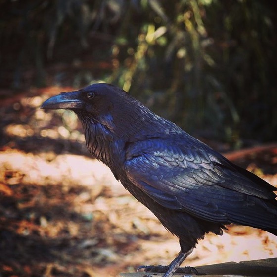 Raven Portrait via My Instagram