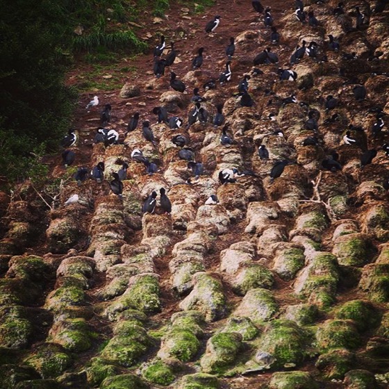 Shags (Cormorants) on the nests, Taiaroa Head, Dunedin, New Zealand via My Instagram