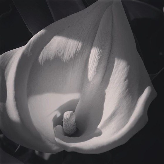 Calla Lily Flower (Black and White) via My Instagram