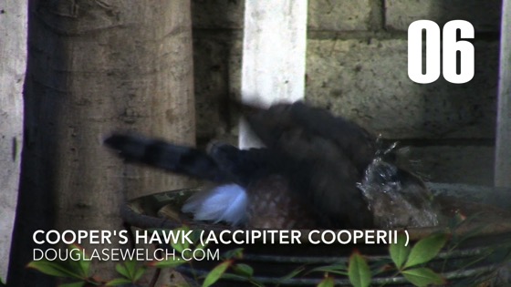 Cooper's Hawk (Accipiter cooperii): Back Again - 6 in a series from My Word