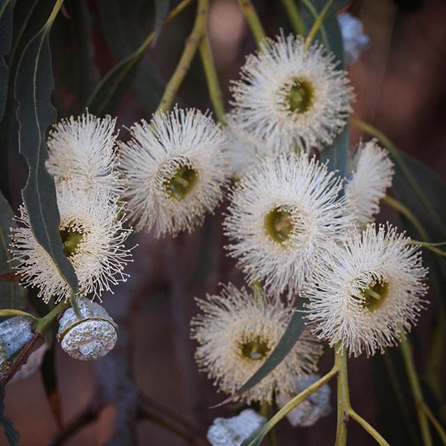 Eucalyptus flowers via My Instagram