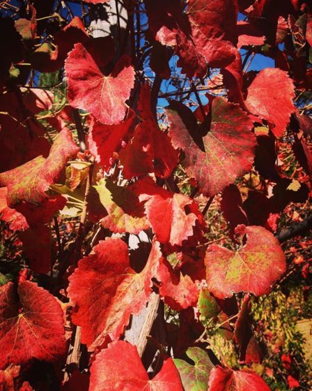 Grape vines in the Autumn via My Instagram