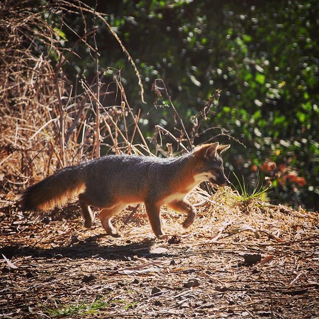 Channel Island Fox (Urocyon littoralis), Santa Cruz Island from My Instagram