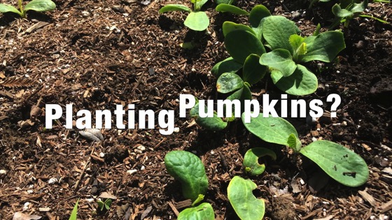 In the garden...March 17, 2018: Planting Pumpkins? from A Gardener's Notebook [Video] (1:34)