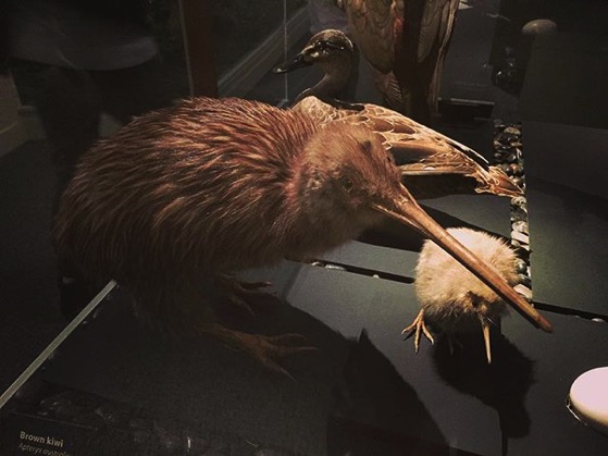 Kiwi Display, Otago Museum, Dunedin, New Zealand via My Instagram