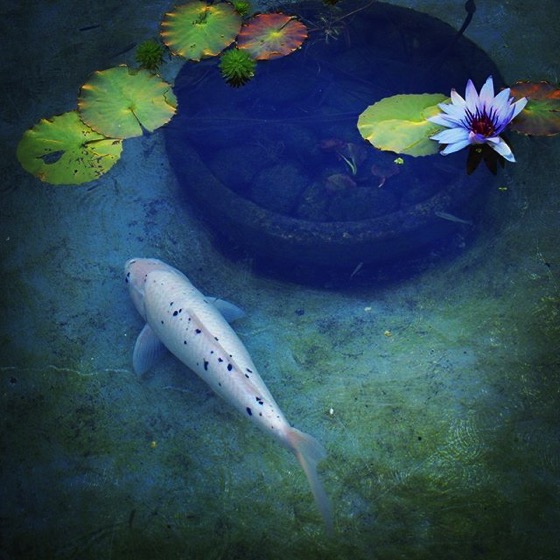 Koi Pond with Water Lilies via My Instagram
