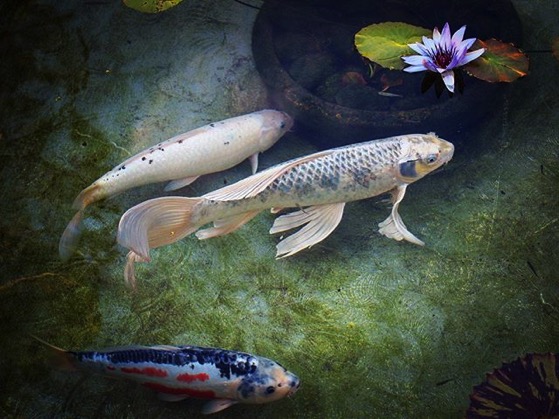 Koi Pond with Water Lilies 2 via My Instagram
