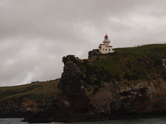 Taiaroa Head Lighthouse with alabatross nesting ground, Dunedin, New Zealand via My Instagram