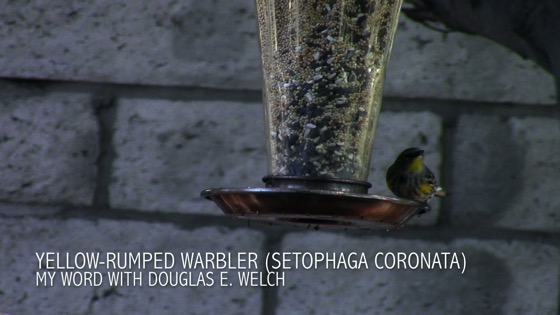 Yellow-rumped warbler (Setophaga coronata) from My Word with Douglas E. Welch