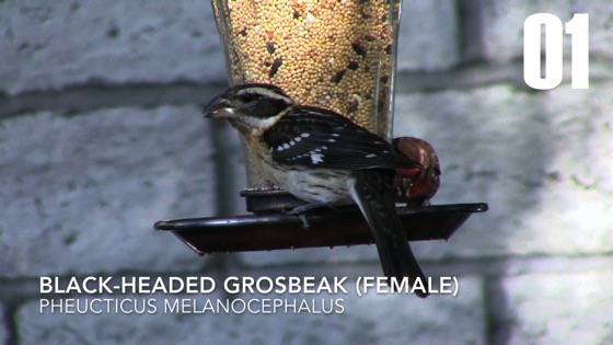 Female Black-Headed Grosbeak (Pheucticus melanocephalus) - 1 in a series [Video] (1:00)