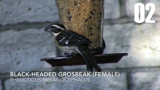 Female Black-Headed Grosbeak (Pheucticus melanocephalus) - 2 in a series