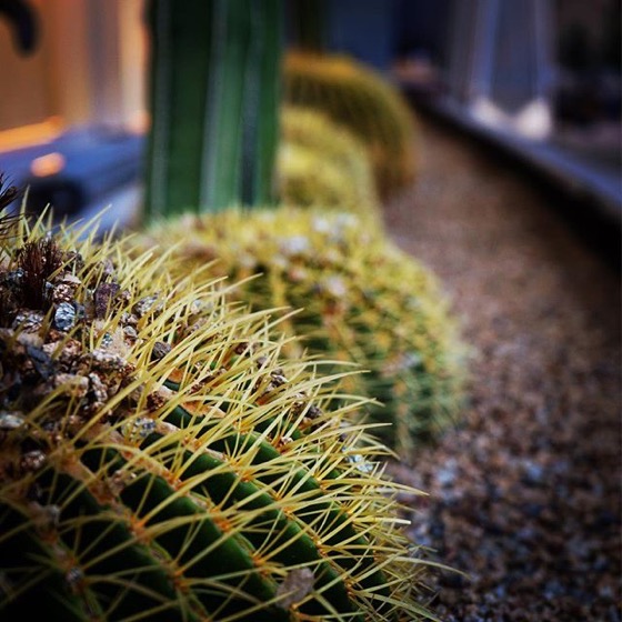 Cacti all in a row via My Instagram