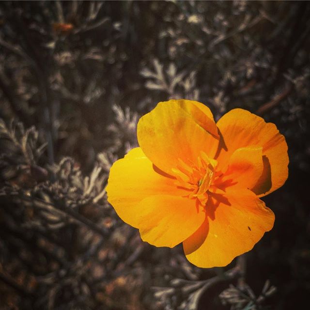 Tiny Golden Flower via My Instagram