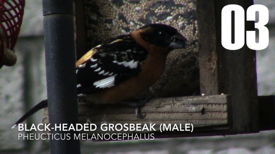 Male Black-Headed Grosbeak (Pheucticus melanocephalus) - 3 in a series [Video] (1:00)