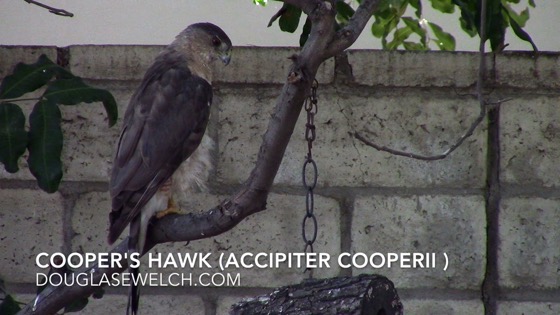 Cooper's Hawk (Accipiter cooperii), Van Nuys, CA, July 5, 2018 - 2 in a series [Video] (1:00)