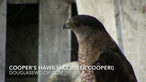 Cooper's Hawk (Accipiter cooperii), Van Nuys, CA, July 8, 2018 - 2 in a series [Video]