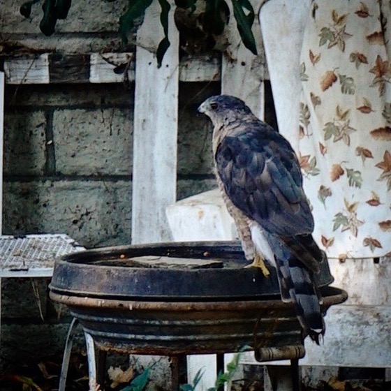Our regular visitor, a Cooper’s Hawk, is drinking at the birdbath again today.  via Instagram