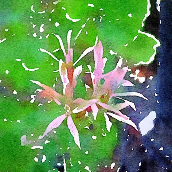 Geranium in the garden this morning in Watercolor via Instagram