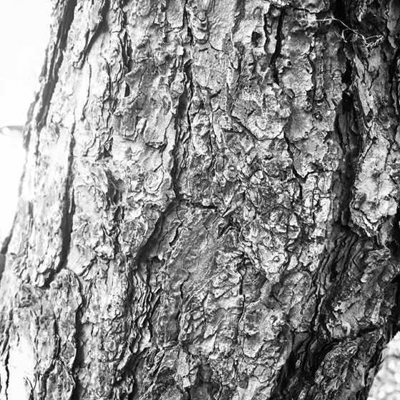 Pine bark abstract via Instagram