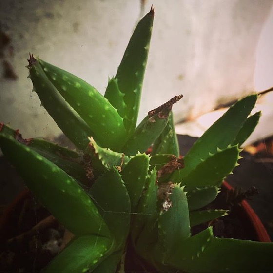 Small succulent vis Instagram