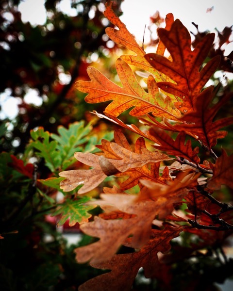 Autumn Oak Leaves, Columbia, Missouri via Instagram