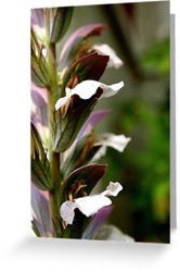 Bring The Garden Inside With These Acanthus Flowers Pillows, iPhone Cases, and Much More!
