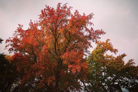 Autumn Color, Columbia, Missouri via Instagram