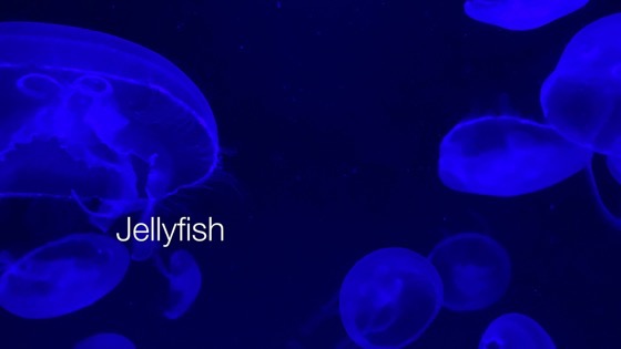 Jellyfish at the California Science Center - A Minute in Los Angeles 16 [Video]