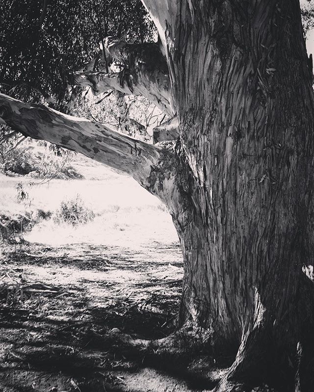 Eucalyptus Tree In Black and White via Instagram