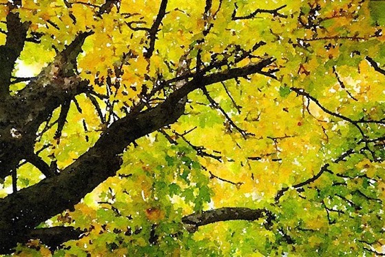 Autumn Leaves In California via Instagram – Also available on a variety of products!