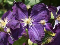 Purple Clematis from A Gardener's Notebook