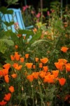 California Poppies In The Garden