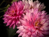 Pink Dahlias from A Gardener's Notebook