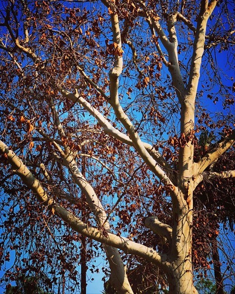 Sycamore In Autumn in Color via Instagram