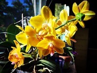 Yellow Orchids In The Sun