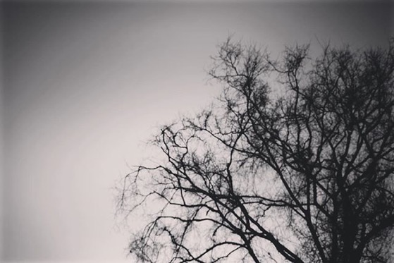 Tree against the evening sky via Instagram