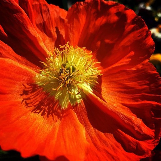 Oriental Poppy (Papaver) Closeup via Instagram