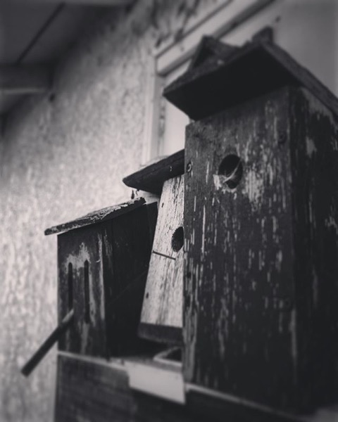 Bird and Butterfly Boxes Still Life via Instagram