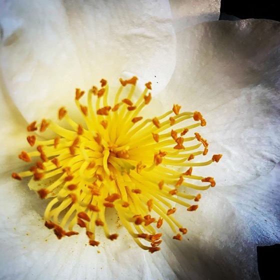 White Camellia Flower Closeup via Instagram
