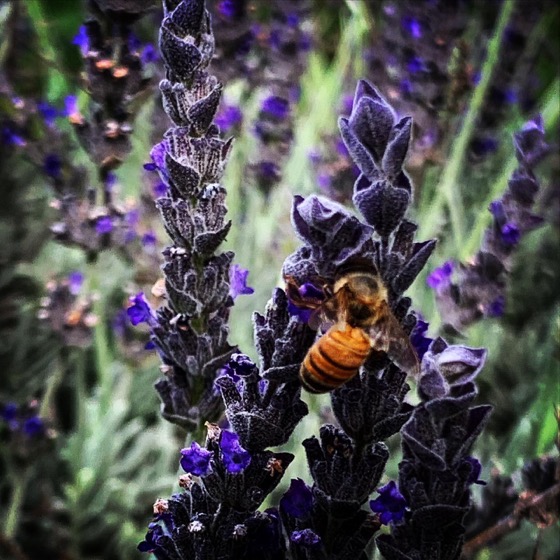Bee 🐝 on Lavender via Instagram